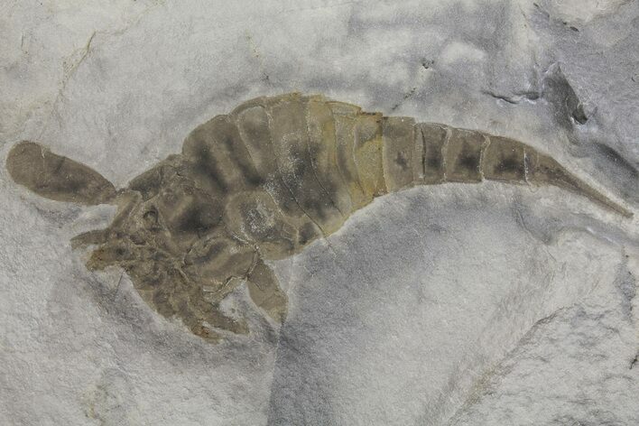 Eurypterus (Sea Scorpion) Fossil - New York #173027